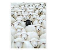 Black Sheep Poster by Peter Roder 13 x 18 cm White Wall art Wall decor