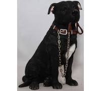 Black Staffordshire Bull Terrie Sitting With Lead In Mouth - Walkies