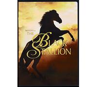Black Stallion
