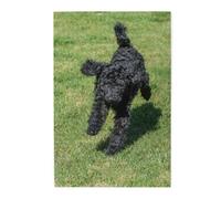 Black Standard Poodle, Jigsaw Puzzles 1000 Pieces, Wooden Jigsaw Family Game Wall Decor for Adults Teens
