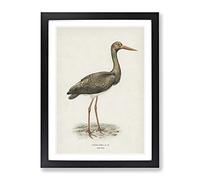 Black Stork By Von Wright Vintage Framed Print | A4 Black Framed Wall Art | Ready to Hang | Classic Nature Picture | Living Room Bedroom Lounge Office