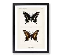 Black Swallowtail Butterfly by S.F. Denton Framed Print | A2 Black Framed Wall Art | Ready to Hang | Modern Animal Picture | Living Room Bedroom Lounge Office