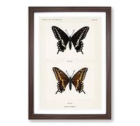 Black Swallowtail Butterfly by S.F. Denton Framed Print | A2 Walnut Framed Wall Art | Ready to Hang | Modern Animal Picture | Living Room Bedroom Lounge Office