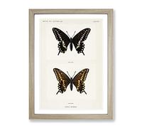 Black Swallowtail Butterfly By S.F. Denton Vintage Framed Print | A2 Oak Framed Wall Art | Ready to Hang | Classic Animal Picture | Living Room Bedroom Lounge Office