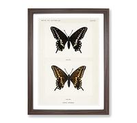 Black Swallowtail Butterfly By S.F. Denton Vintage Framed Print | A2 Walnut Framed Wall Art | Ready to Hang | Classic Animal Picture | Living Room Bedroom Lounge Office