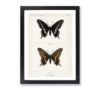 Black Swallowtail Butterfly By S.F. Denton Vintage Framed Print | A3 Black Framed Wall Art | Ready to Hang | Classic Animal Picture | Living Room Bedroom Lounge Office