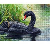 Black Swan, 5000 Puzzles for Adults, Puzzle Classic Educational LDYQS0-201