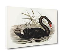 Black Swan By Elizabeth Gould Canvas Print | Gallery Wrapped 30mm Frame Wall Art | 30x20 inches | Ready to Hang | Retro Bird Picture | Living Room Bedroom Lounge Office