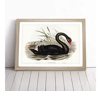 Black Swan by Elizabeth Gould Framed Wall Art Picture Print - Canvas Painting - Modern Home Décor Poster - Ready to Hang for Living Room Bedroom Kitchen - Oak A3 (36 x 48 cm)