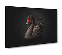 Black Swan Canvas Print | Gallery Wrapped 30mm Frame Wall Art | 24x16 inches | Ready to Hang | Modern Bird Picture | Living Room Bedroom Lounge Office