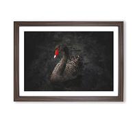 Black Swan Painting Framed Print | A2 Walnut Framed Wall Art | Ready to Hang | Modern Animal Picture | Living Room Bedroom Lounge Office