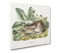 Black tailed Hare by John Woodhouse Audubon Canvas Print | Gallery Wrapped 30mm Frame Wall Art | 14x14 inches | Ready to Hang | Retro Animals Picture | Living Room Bedroom Lounge Office