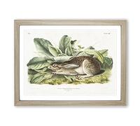 Black Tailed Hare By John Woodhouse Audubon Vintage Framed Print | A2 Oak Framed Wall Art | Ready to Hang | Classic Animal Picture | Living Room Bedroom Lounge Office