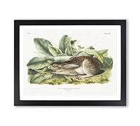 Black Tailed Hare By John Woodhouse Audubon Vintage Framed Print | A3 Black Framed Wall Art | Ready to Hang | Classic Animal Picture | Living Room Bedroom Lounge Office