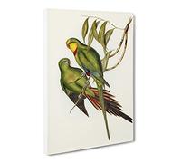 Black Tailed Parakeet Bird By Elizabeth Gould Vintage Canvas Wall Art Print Ready to Hang, Framed Picture for Living Room Bedroom Home Office Décor, 30x20 Inch (76x50 cm)