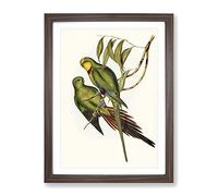 Black Tailed Parakeet Bird By Elizabeth Gould Vintage Framed Print | A2 Walnut Framed Wall Art | Ready to Hang | Classic Nature Picture | Living Room Bedroom Lounge Office