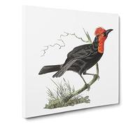 Black Tanager Bird by George Shaw Vintage Canvas Wall Art Print Ready to Hang, Framed Picture for Living Room Bedroom Home Office Décor, 14x14 Inch (35x35 cm)