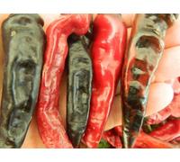 Black Thai Tq Chilli Seeds - 10 Fresh Seeds