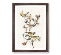 Black-Throated Green Warbler by John James Audubon Framed Print | A2 Walnut Framed Wall Art | Ready to Hang | Modern Nature Picture | Living Room Bedroom Lounge Office