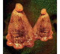 Black to Comm - Oocyte Oil & Stolen Androgens [VINYL]