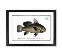 Black-Umber Fish by M.E. Bloch Framed Print | A2 Black Framed Wall Art | Ready to Hang | Modern Animal Picture | Living Room Bedroom Lounge Office