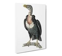 Black Vulture By George Shaw Canvas Print | Gallery Wrapped 30mm Frame Wall Art | 20x14 inches | Ready to Hang | Retro Picture | Living Room Bedroom Lounge Office