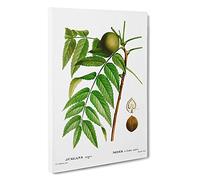 Black Walnut Tree by Pierre-Joseph Redoute Canvas Print for Living Room Bedroom Home Office Décor, Wall Art Picture Ready to Hang, 30 x 20 Inch (76 x 50 cm)