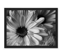 Artery8 Black White Daisy Flower Petals A4 Artwork Framed Wall Art Print