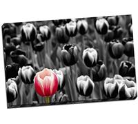 Black White & Red Tulip Field Canvas Print Picture Wall Art Large 30x20 Inches (76.2cm x 50.8cm)