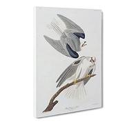Black Winged Hawk By John James Audubon Vintage Canvas Wall Art Print Ready to Hang, Framed Picture for Living Room Bedroom Home Office Décor, 24x16 Inch (60x40 cm)