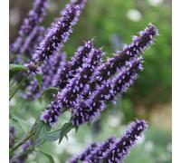 Blackadder Mexican Giant Hyssop Perennials Flowering Plants Agastache 2L Pot Plant Theory Green One Size