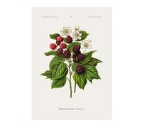 Blackberries A, J, Wendel Poster, Vintage Botanical Prints, Encyclopedia Retro Fruit Illustration Wall Art Plants, Kitchen Home Decor, A4 (Print Only) - 29.7x21cm