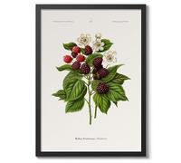 Blackberries A, J, Wendel Poster, Vintage Botanical Prints, Encyclopedia Retro Fruit Illustration Wall Art Plants, Kitchen Home Decor, A3 (Black Frame) - 45x32.8cm