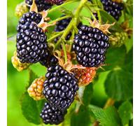 BLACKBERRY Merton Thornless.
