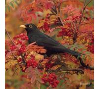 Blackbird Greeting Card with sound