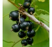 Blackcurrant 'Ben Lomond'. 4L Plant. Soft fruit. Grow your own currants. Available from Bedwen Plants