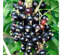 Blackcurrant Ribes Titania Outdoor Garden Ready Small Fruit Trees in Plant Pot