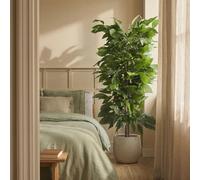 Blaine 5 FT Artificial Mango Tree - Large Faux Indoor Plant for Home Decor | Maintenance-free Realistic Natural Appearance Wood Trunk, Odorless Accent Suited to Bedroom Styling