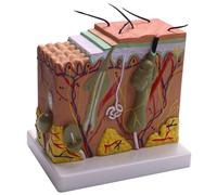 BLASHRD Skin Model, 50X Skin and Hair Structure Enlarge Model Anatomical Model Anatomy for Science Classroom Study Display Teaching Model