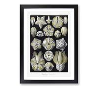 Blastoid Sea Buds by Ernst Haeckel Framed Print | A2 Black Framed Wall Art | Ready to Hang | Modern Nautical Picture | Living Room Bedroom Lounge Office