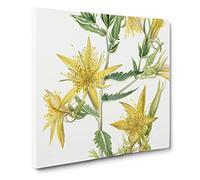 Blazing Star by Mary Vaux Walcott Canvas Print | Gallery Wrapped 30mm Frame Wall Art | 20x20 inches | Ready to Hang | Modern Space Picture | Living Room Bedroom Lounge Office