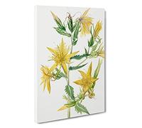Blazing Star By Mary Vaux Walcott Canvas Print | Gallery Wrapped 30mm Frame Wall Art | 30x20 inches | Ready to Hang | Contemporary Space Picture | Living Room Bedroom Lounge Office