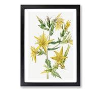 Blazing Star by Mary Vaux Walcott Framed Print | A2 Black Framed Wall Art | Ready to Hang | Modern Space Picture | Living Room Bedroom Lounge Office