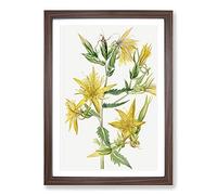 Blazing Star by Mary Vaux Walcott Framed Print | A2 Walnut Framed Wall Art | Ready to Hang | Modern Space Picture | Living Room Bedroom Lounge Office