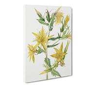 Blazing Star Flowers By Mary Vaux Walcott Canvas Print | Gallery Wrapped 30mm Frame Wall Art | 30x20 inches | Ready to Hang | Retro Space Picture | Living Room Bedroom Lounge Office