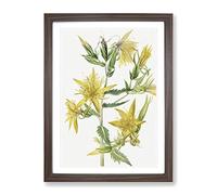 Blazing Star Flowers By Mary Vaux Walcott Vintage Framed Print | A3 Walnut Framed Wall Art | Ready to Hang | Classic Space Picture | Living Room Bedroom Lounge Office
