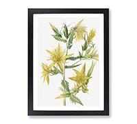 Blazing Star Flowers By Mary Vaux Walcott Vintage Framed Print | A4 Black Framed Wall Art | Ready to Hang | Classic Space Picture | Living Room Bedroom Lounge Office