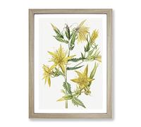 Blazing Star Flowers By Mary Vaux Walcott Vintage Framed Print | A4 Oak Framed Wall Art | Ready to Hang | Classic Space Picture | Living Room Bedroom Lounge Office