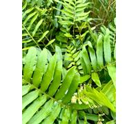 Blechnum Tabulare Table Mountain Fern Plug Plant