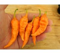 Bleeding Jigsaw Slp Chilli Seeds - 10 Fresh Seeds